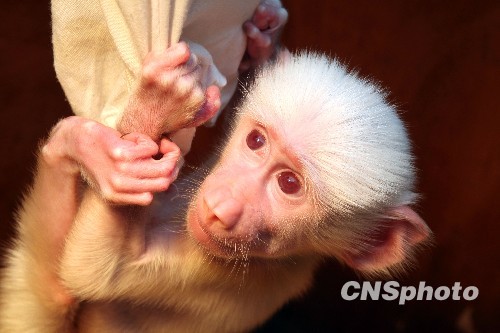 图国内首只白狒狒过百天庆生2