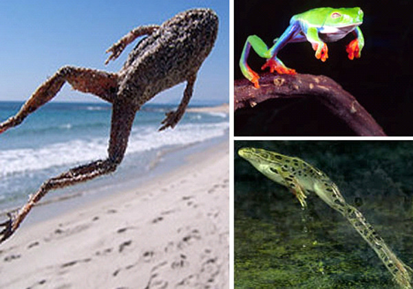 桡足动物或许是世界上最强大的跳跃者,青蛙的跳跃本领也是不容小觑的.