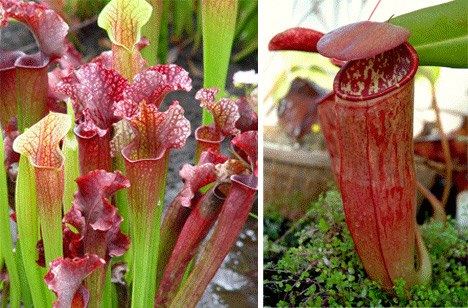 组图怪异绽放的罕见植物7