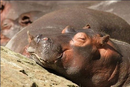 趣味组图动物们的销魂睡姿