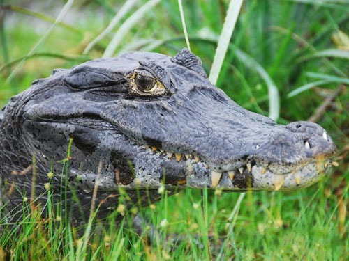 自然界中恐怖的致命杀手