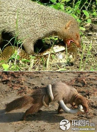 实拍印度獴大战毒蛇凶残场面凶恶的毒蛇虽然可怕,但它也有最不愿见到