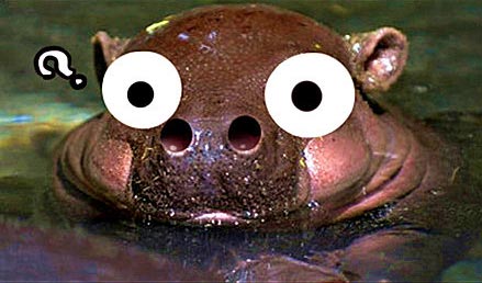 网友恶搞超萌小河马