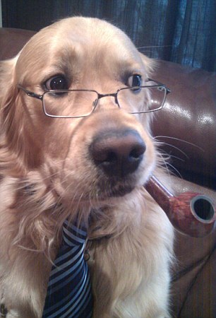 超搞笑宠物人模狗样