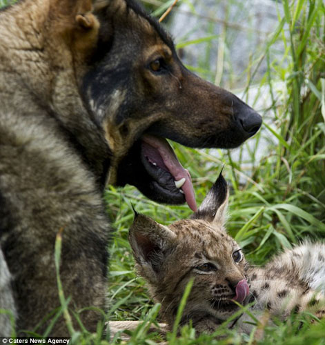 牧羊犬和野山猫成为好朋友