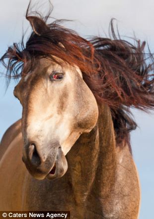 多情骏马甩头摆拍卖萌