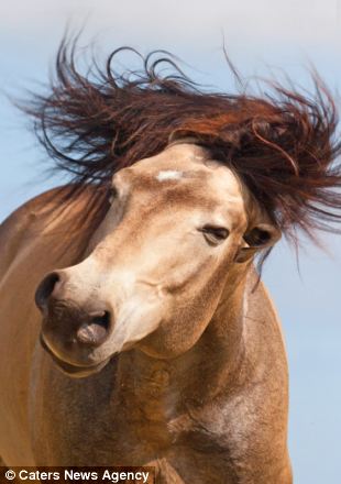 多情骏马甩头摆拍卖萌