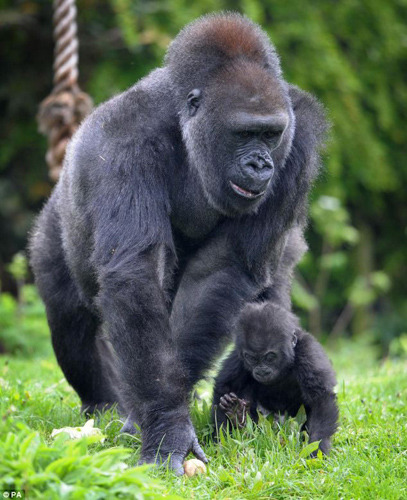 黑猩猩护崽学步尽显浓浓母爱