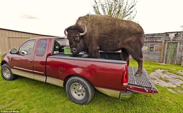 美国牛仔家中养两头野牛当宠物