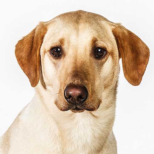 美国摄影师barbara obrien为广告,杂志拍摄宠物,动物以及田园生活的