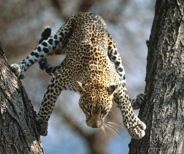 非洲,一只豹子在两棵树的支撑下腾空跃起.
