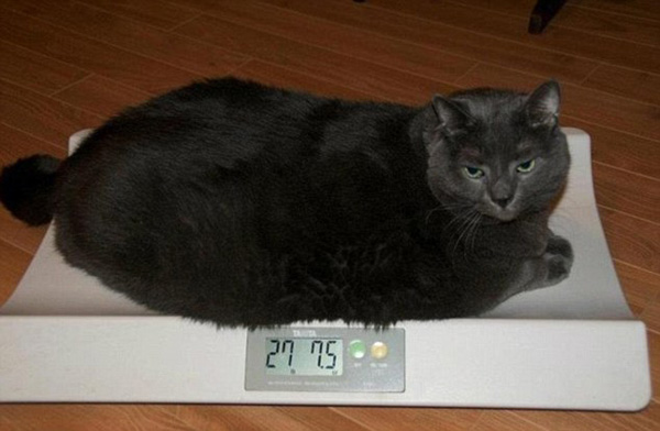 图片频道-加拿大肥猫8个月瘦身效果惊人