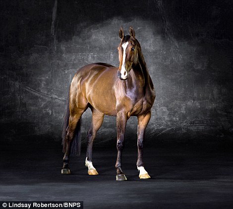 英国摄影师花费不菲为马儿拍写真