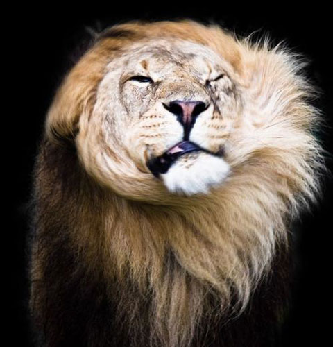 睡眼惺忪犯迷糊英国狮子王打盹儿被拍