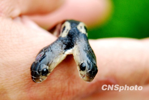 图江西发现双头眼镜蛇