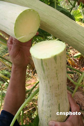 图台湾砍瓜在三峡库区引种成功