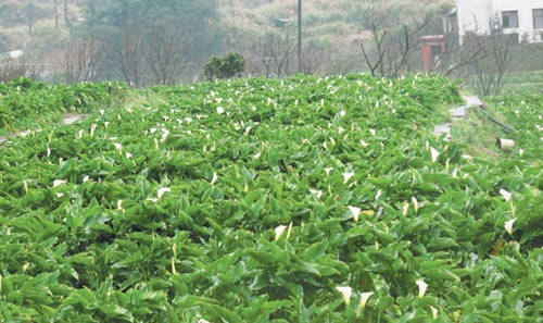 台北阳明山冬季迎花海海芋提前含苞吸睛 图 中新网 台北阳明山冬季迎花海海芋提前含苞吸睛 图 中新网