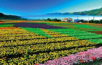 ̨�ٰ조�������������ǧ���껨��������