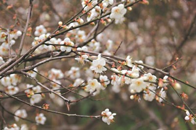 台中的“梅花隧道”:数十万朵梅花沿路绽放