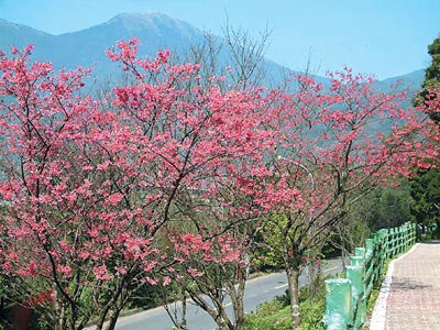 阳明山花季即将登场五千朵水仙绽放打头阵