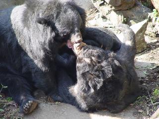 台湾黑熊情侣熊抱拥吻过另类情人节