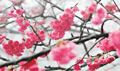 ����ɽ��������ɽƮ�㡱Ԥ�������������ͻ�