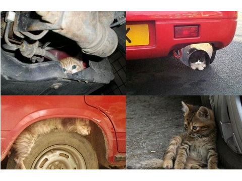 猫为取暖遭车辗台网友:开车前注意动物安全