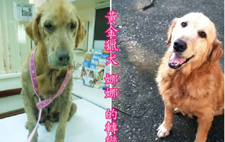 台一黄金猎犬遭虐成“纸片狗”网友痛批其主人(图)