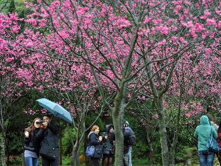 ����ɽ����17�տ�չ���껨������Ϊ����ɽƮ�㡱