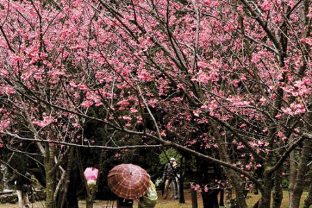 ����ɽ��������ӣ��Ʒ���������£�ͼ��