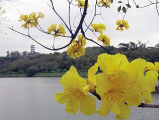 高雄澄清湖赏花黄金风铃木正美(图)