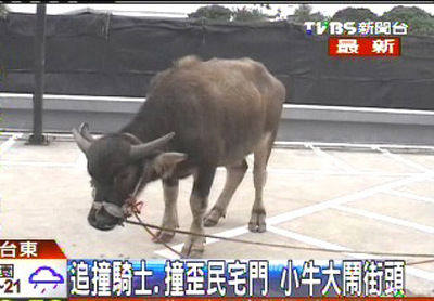 疆绳被缠住 台东一头小牛闹市区乱撞伤人