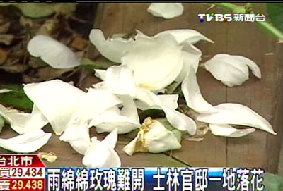 阴雨绵绵玫瑰难开台北士林官邸一地落花