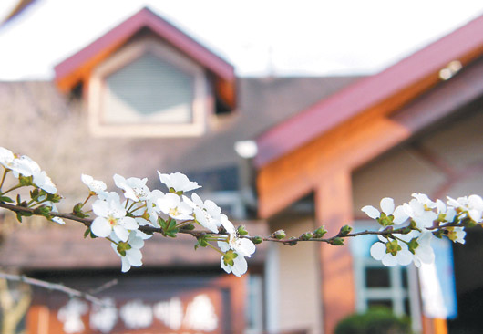 新竹雪霸农场四季百花争妍广植台湾笑靥花(图)