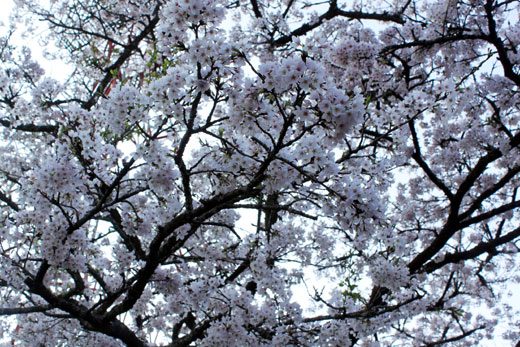 点图查看下一页