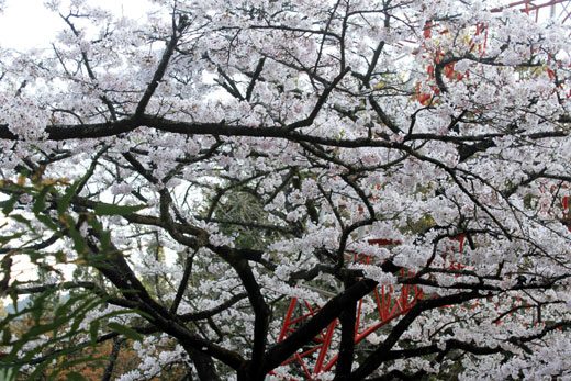 点图查看下一页