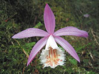 ����ɽӣ����л�䱦��̨��һҶ���Ӱ�ʢ�ţ�ͼ��