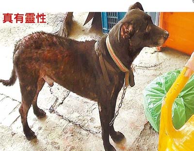 台湾逾七旬老翁痛昏小黑狗吠半小时救主