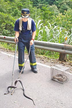 台民众野放逾百斤眼镜蛇消防员捕蛇时傻眼