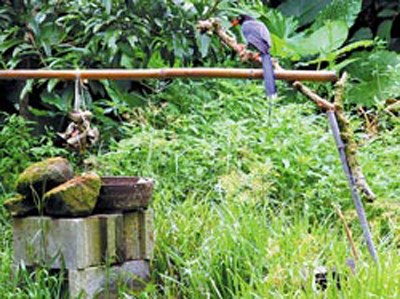 台湾村民帮雏鸟庆生请蓝鹊吃木瓜粽(图)