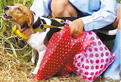 台湾犬目睹主人尸体哀鸣“安魂曲”不舍