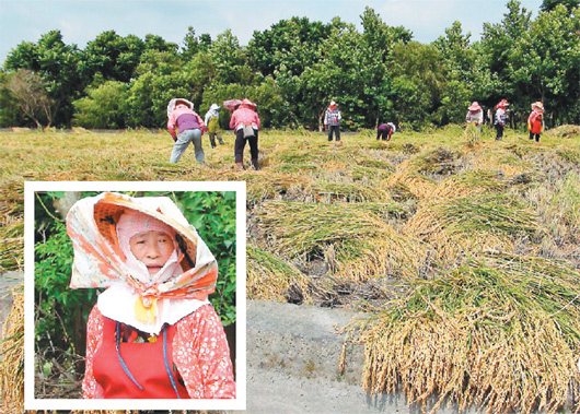 彰化8名老农妇组“不老割稻班”重现农村精神