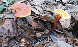 两岸科学家研究3年称灵芝是新种真菌(图)