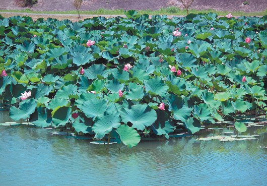 9220株香水莲开满新竹县为夏日观光加分(图)