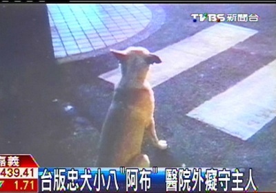 台上演真实版“忠犬小八”情节黄狗痴守主人不离弃