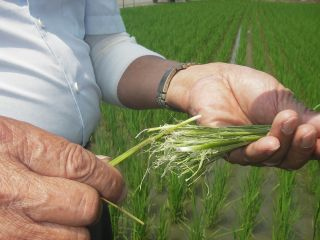 病虫减少导致台湾麻雀缺食啄食水稻农民叫苦