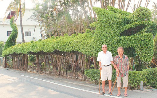 门前“龙树”当鹊桥见证台湾老夫妻牵手70载