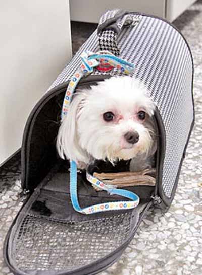 台湾男子陪爱犬坐司机旁魂断高速公路狗幸存