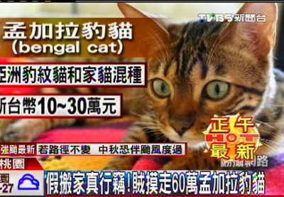 台2贼假搬家偷走名贵猫女主人爆瘦5公斤