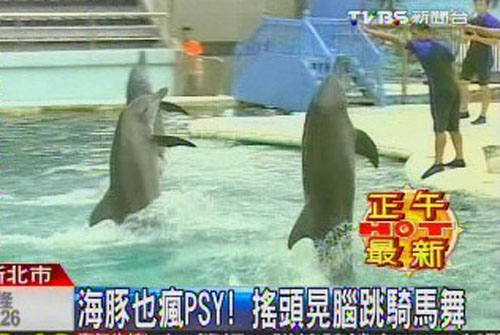 台湾海洋公园海豚跳骑马舞摇头晃脑动感足